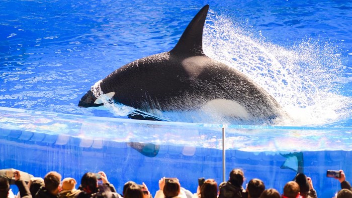 Orca Makan Manusia? Mitos atau Fakta, Ini Penjelasannya!