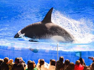Viral Hoaks Bunuh Pelatih, Apakah Orca Bisa Memakan Manusia? Viral Hoaks Bunuh Pelatih, Apakah Orca Bisa Memakan Manusia?