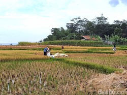 Jerit Petani Karawang: Hasil Panen Numpuk tapi Tak Laku Dijual