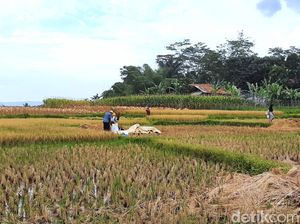 Siasat Pemerintah Atasi Harga Gabah Petani Karawang yang Anjlok Siasat Pemerintah Atasi Harga Gabah Petani Karawang yang Anjlok