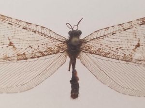 Kisah Unik Penemuan Serangga Purba di Dinding Supermarket