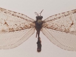 Unik, Serangga Purba Ditemukan di Supermarket