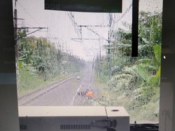 Heroik! 2 Remaja Ini Singkirkan Pohon Tumbang demi Cegah KRL Kecelakaan