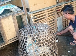 Bule di Bali Bikin Petisi Protes Suara Kokok Ayam, Tuding Pemilik Ikut Judi