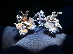 Jawara Penghargaan Fotografi Alam Dunia 2022 Bikin Terkesima