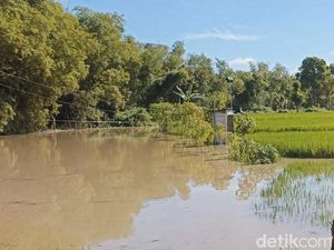 Banjir Bengawan Solo di Ngawi Rusak 143 Hektare Sawah Siap Panen Banjir Bengawan Solo di Ngawi Rusak 143 Hektare Sawah Siap Panen