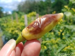 Curhatan Petani Cabai di Klaten Dipusingkan Serangan Lalat Buah