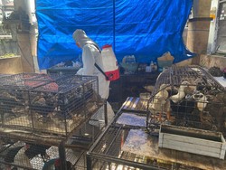 Distan Denpasar Sasar 2 Pasar untuk Antisipasi Kasus Flu Burung