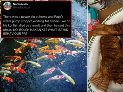 Gegara Mati Lampu, Orang Ini Berakhir Goreng Ikan Koi Mahal