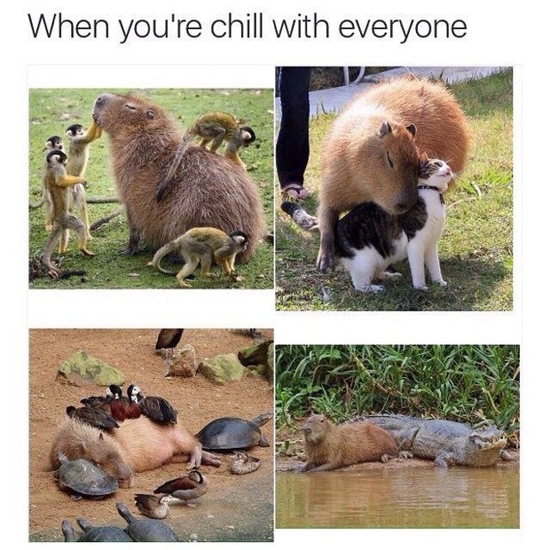 Kumpulan meme lucu tingkah unik capybara/Foto: Pinterest/reddit fakta unik hewan capybara