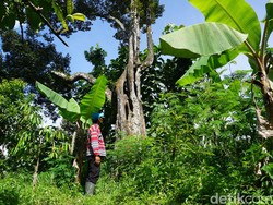 Pohon Berusia 200 Tahun Ini Bukti Sejarah Panjang Durian Wonosalam Jombang