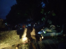 Pohon Raksasa Tumbang Tutup Jalan Singaraja-Gilimanuk
