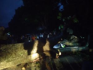 Pohon Raksasa Tumbang Tutup Jalan Singaraja-Gilimanuk Pohon Raksasa Tumbang Tutup Jalan Singaraja-Gilimanuk