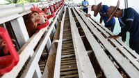 Warga Binaan Rutan Palangka Raya Belajar Berternak