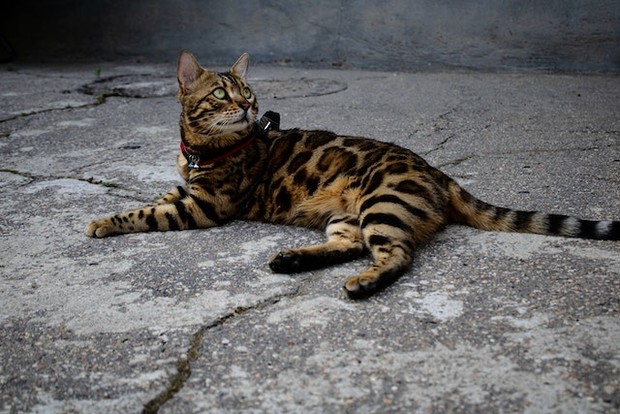 Bengal Cat