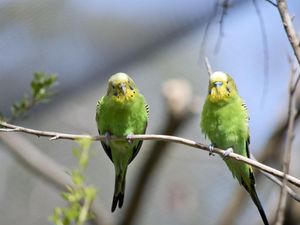 Roh Orang Mati Bersemayam di Burung-Burung Hijau, Ini Hadistnya Roh Orang Mati Bersemayam di Burung-Burung Hijau, Ini Hadistnya