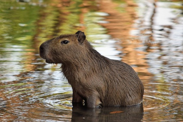 Capybara