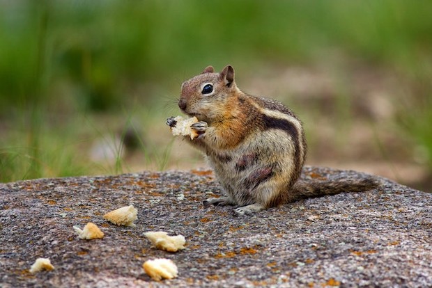 Chipmunk