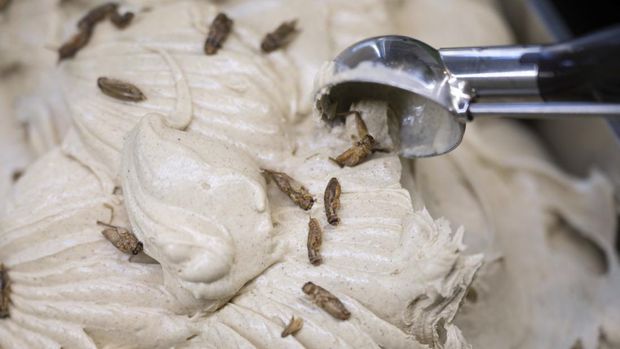 Thomas Micolino, owner of Eiscafé Rino, scoops ice cream with crickets from a bowl in Rottenburg am Neckar, Germany, Wednesday, March 1, 2023. A German ice cream parlor is selling a new kind of special treat: insect flavor with dried brown crickets as topping. (Marijan Murat/dpa via AP)
