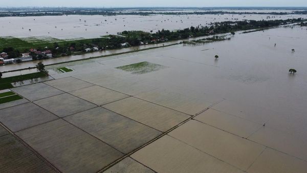 Foto Udara Banjir Rendam Sawah di Kabupaten Bekasi
