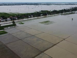 Foto Udara Banjir Rendam Sawah di Kabupaten Bekasi