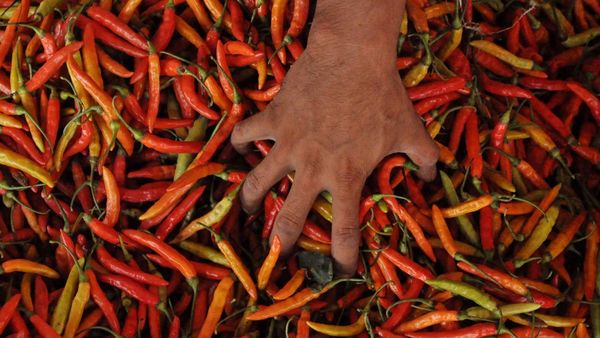 Gegara Cuaca Ekstrem, Harga Cabai Rawit di Bengkulu Naik