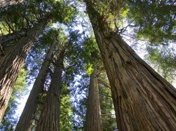 Megaloblatta, Kecoa Terbesar Dunia Penghuni Hutan Hujan Tropis