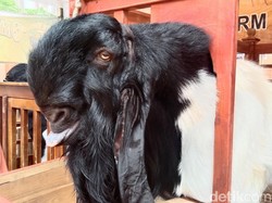 7 Fakta Jenggot Kambing, Ada Beragam Gaya-untuk Tarik Perhatian Lawan Jenis