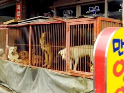 Waduh, Ada Restoran Mewah Khusus Hidangkan Daging Anjing di Korut