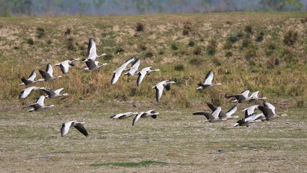 Melihat Kawasan Angsa Bermigrasi di Taman Nasional Kaziranga