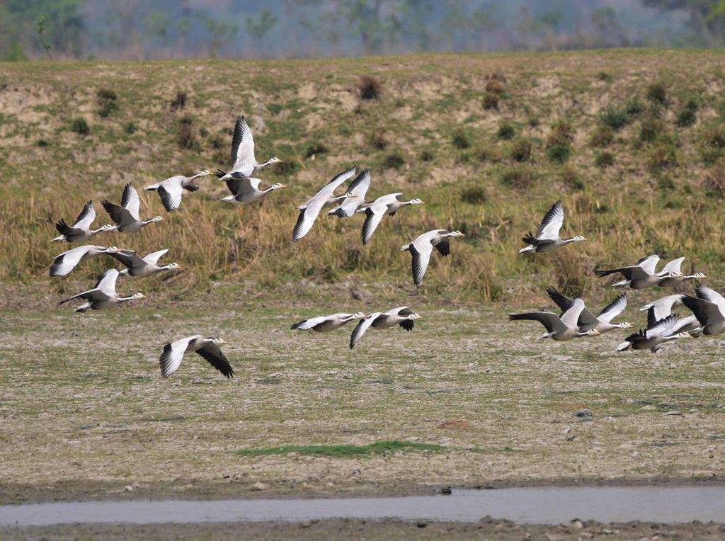 Melihat Kawasan Angsa Bermigrasi di Taman Nasional Kaziranga Melihat Kawasan Angsa Bermigrasi di Taman Nasional Kaziranga
