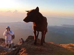 Anjing Lokal Bali Jadi Pemandu Pendakian Gunung Agung