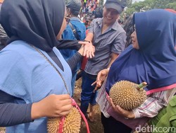 Kisah Durian Bido Khas Wonosalam yang Berkaitan dengan Elang Jawa