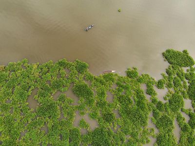 Waduk Selorejo Malang Dipenuhi Eceng Gondok