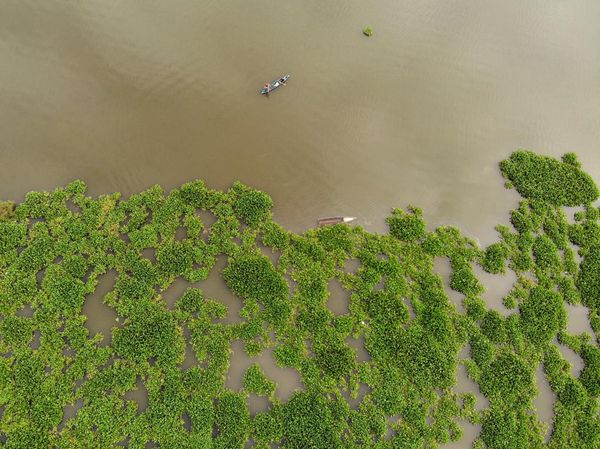 Waduk Selorejo Malang Dipenuhi Eceng Gondok