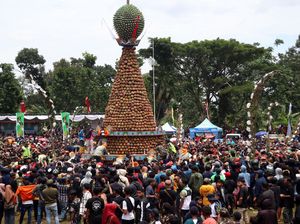 Wow! Ada Tradisi Berebut Durian di Jombang
