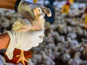 Catatan WHO soal Infeksi Flu Burung H3N8 pada Manusia di China Catatan WHO soal Infeksi Flu Burung H3N8 pada Manusia di China