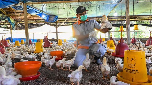 Pemeriksaan Unggas Untuk Cegah Flu Burung di Aceh