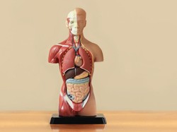 Mengetahui 112 Bagian Anggota Tubuh Manusia dalam Bahasa Inggris