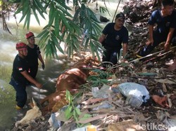 Sapi Limosin 4 Kuintal Tercebur Sungai Mlese Klaten, Begini Evakuasinya