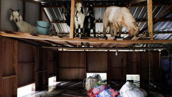Banjir Terjang Rumah Warga Malaysia, Kambing Ikut Jadi Korban