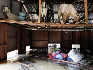 Banjir Terjang Rumah Warga Malaysia, Kambing Ikut Jadi Korban Banjir Terjang Rumah Warga Malaysia, Kambing Ikut Jadi Korban