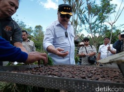 Produksi Kopi Toraja Tembus 3.567 Ton Tiap Tahun, Jadi Prioritas Ekspor 2023