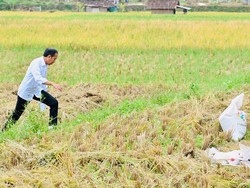 Kala Jokowi Mendadak Turun dari Mobil di Soreang, Temui Petani Sedang Panen