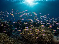 PBB Capai Kesepakatan Bersejarah untuk Lindungi Laut Lepas