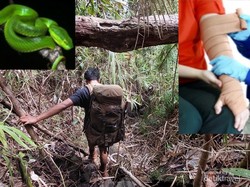 Pendaki Wajib Tau, Ini Pertolongan Pertama Digigit Ular