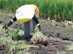 Usai Lahan Terendam Banjir, Petani Bawang Brebes Sambat Harga Bibit Mahal