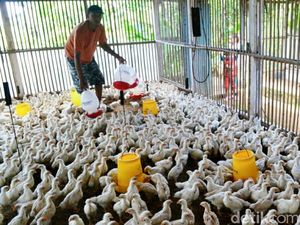 Memandirikan Peternakan (Ayam) Rakyat Memandirikan Peternakan (Ayam) Rakyat