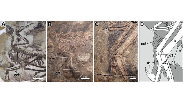 propatagium asal usul sayap dinosaurus
