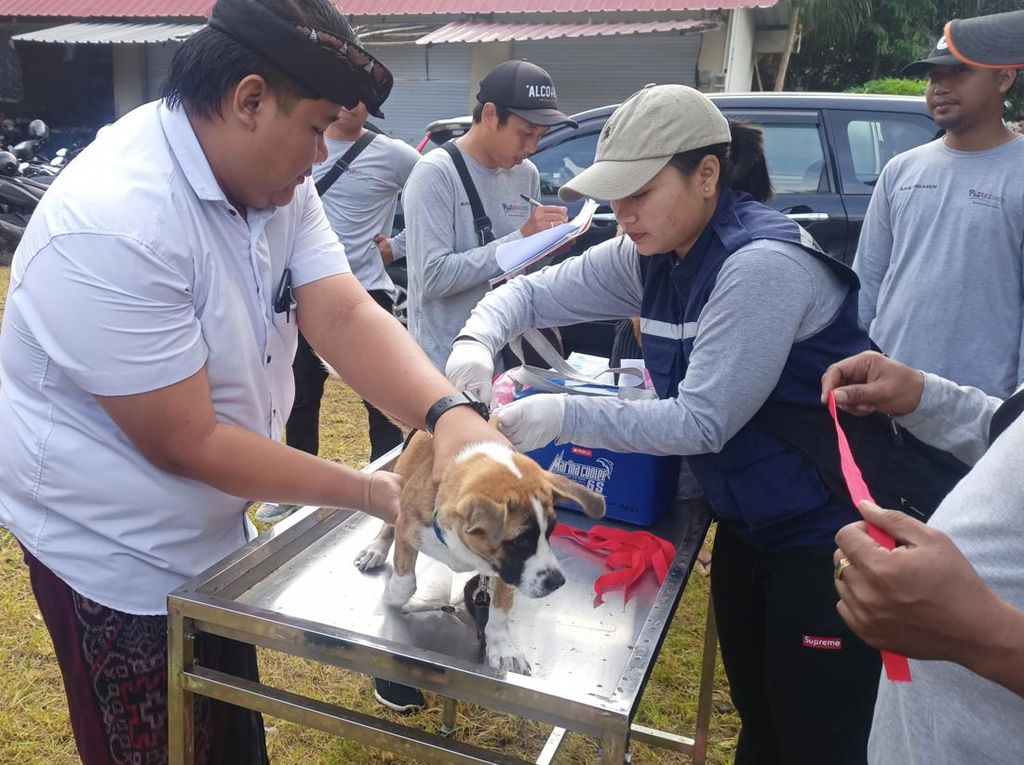 260 Kasus Gigitan Anjing-25 Positif Rabies, Distan Gelar Vaksin Massal
